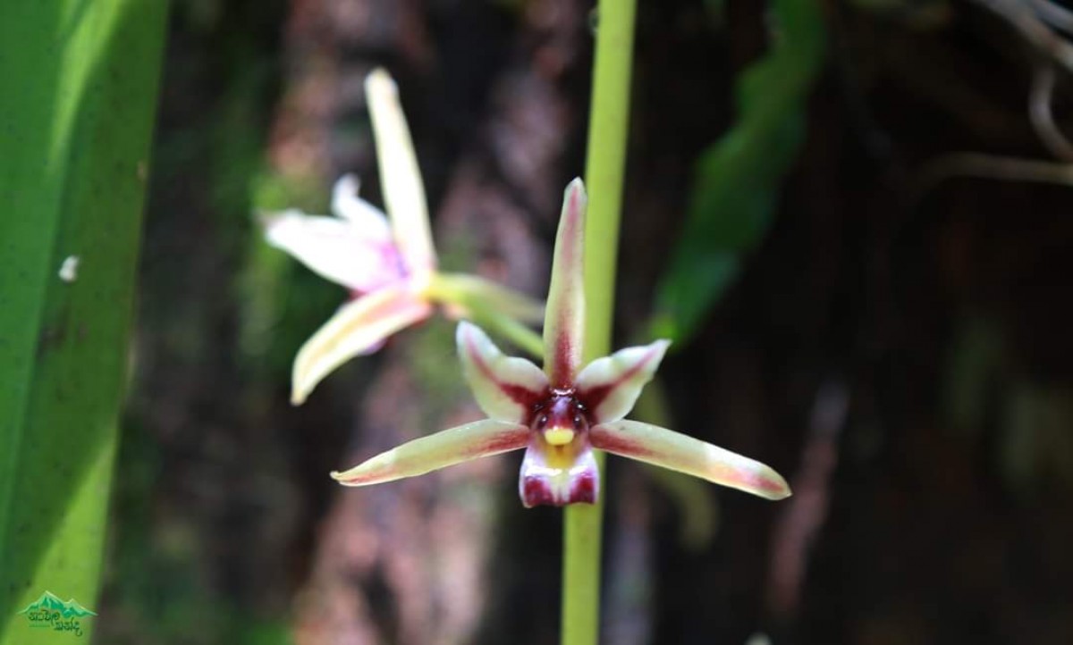 Cymbidium aloifolium (L.) Sw.